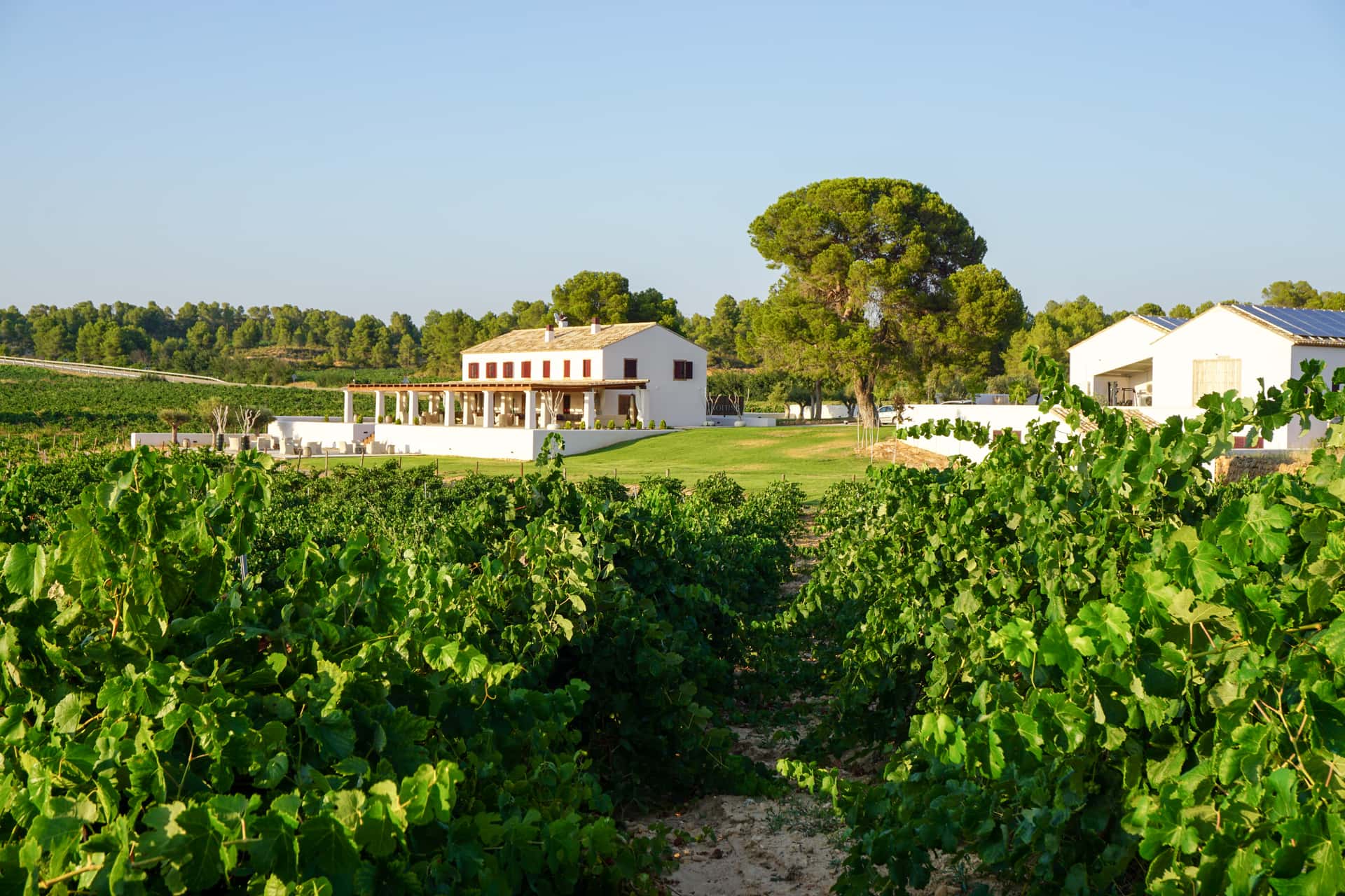 Wine Tasting at Bodega Finca Cor Vi