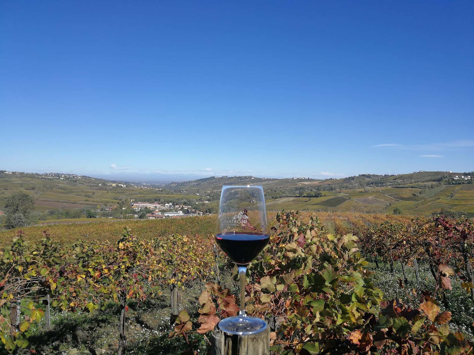 Picnic entre hileras y degustación en Azienda Agricola Calatroni