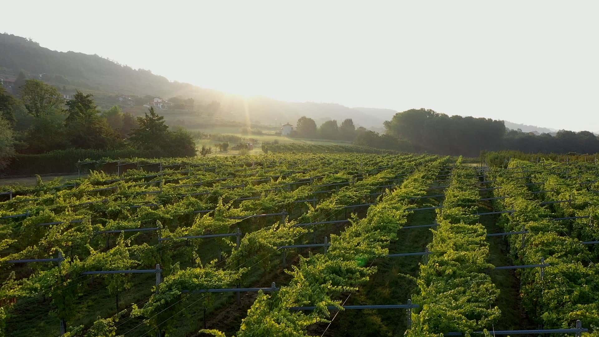 Cata de vinos y visita guiada a la Cantina della Serra