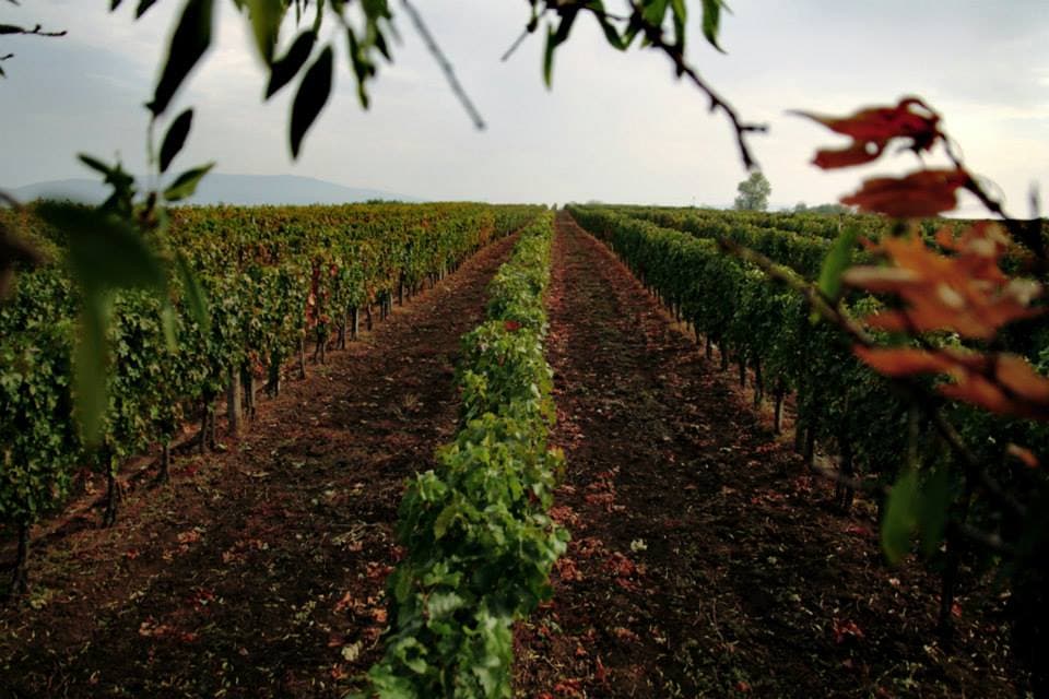 Dégustation de vins et visite chez Centurio