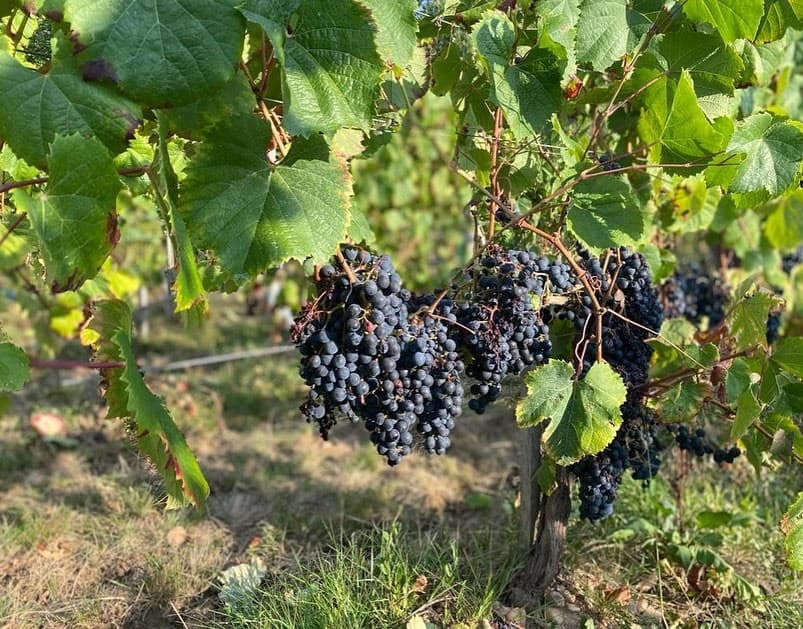 Workshop zu Wein und regionalen Produkten im Chateau Lagrezette