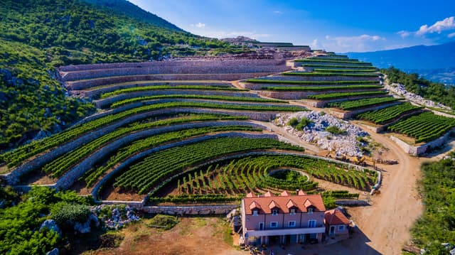 Lipovac Winery