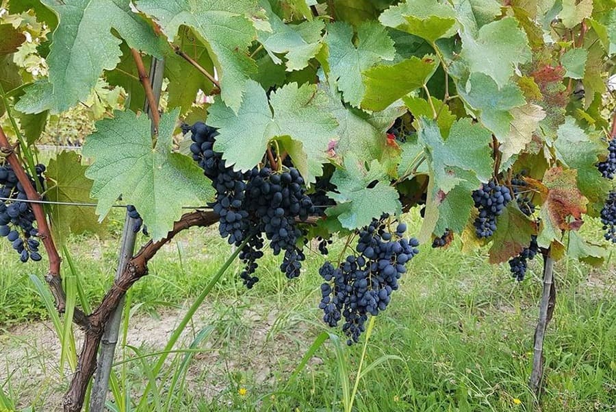 Wine Art / Ethno