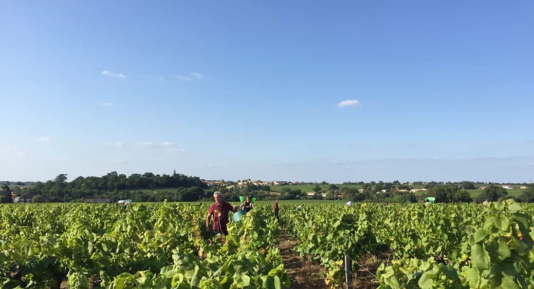 Domaine du Grand Mouton