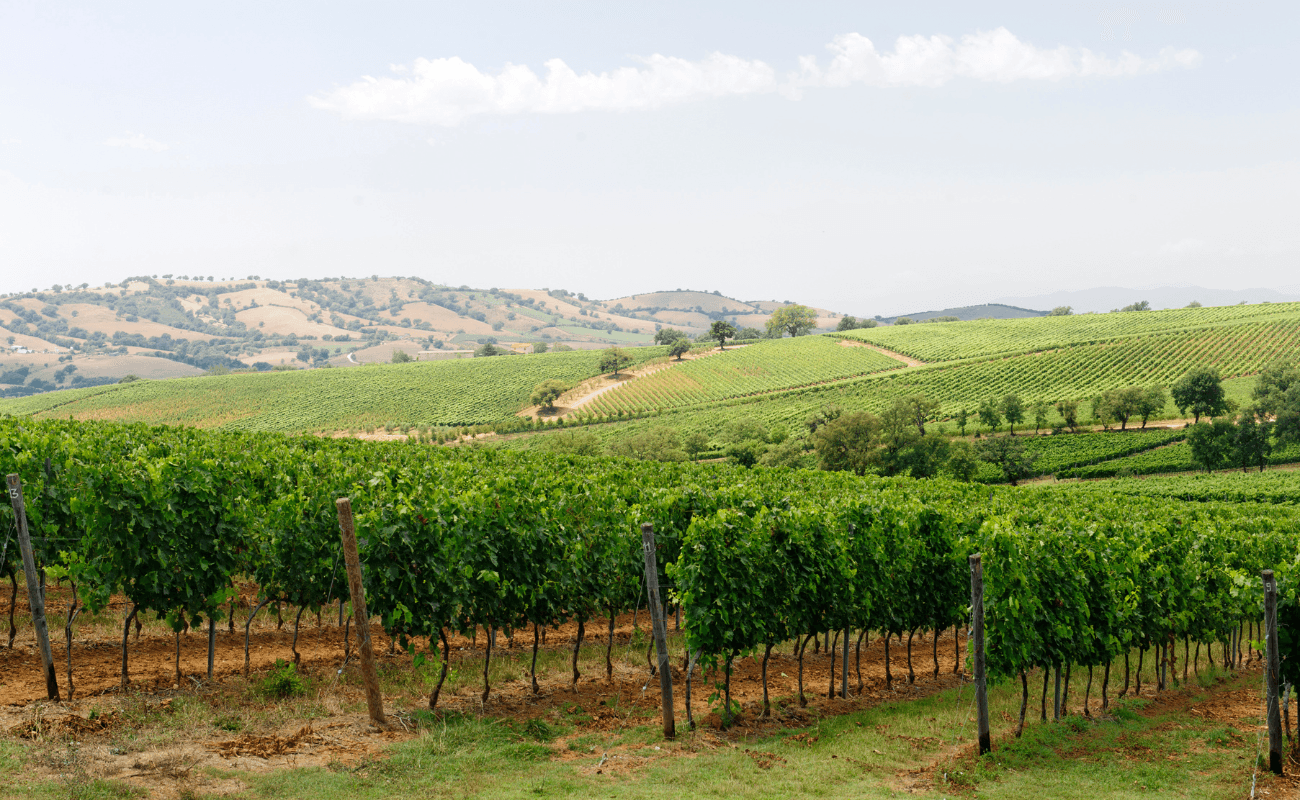 Best Wine festivals to attend in Tuscany in 2026
