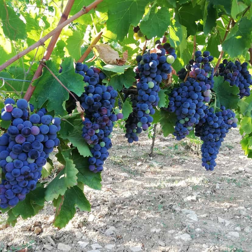 Terrantiqua Winery