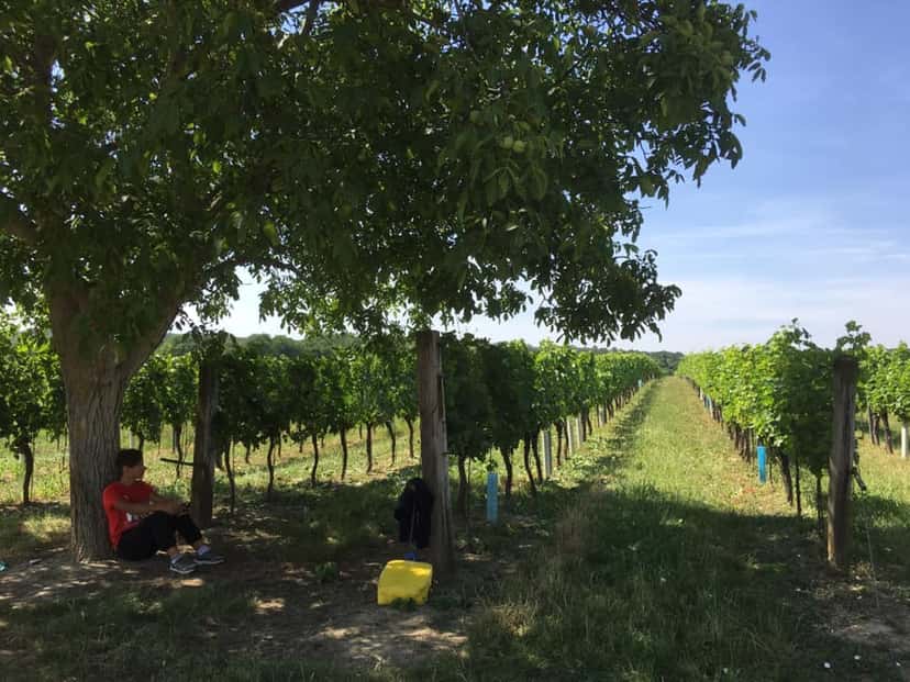 Weingut Georg "Schurli" Tschank