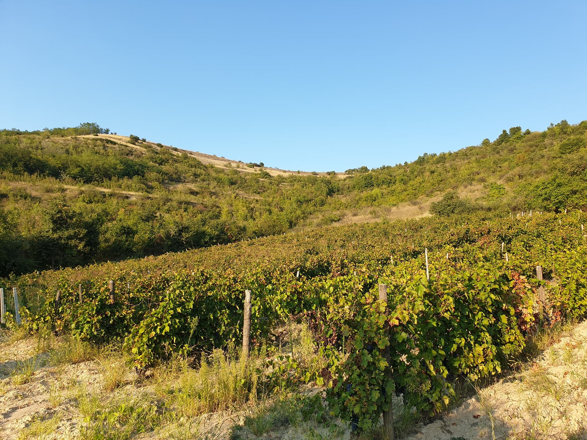Zaharchev Winery and Distillery
