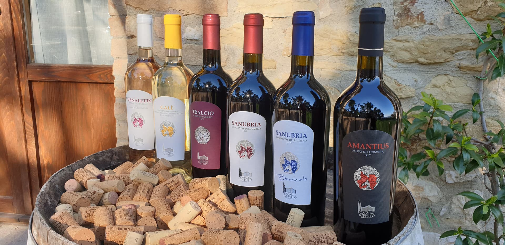 Casali del Toppello Winery foto 1