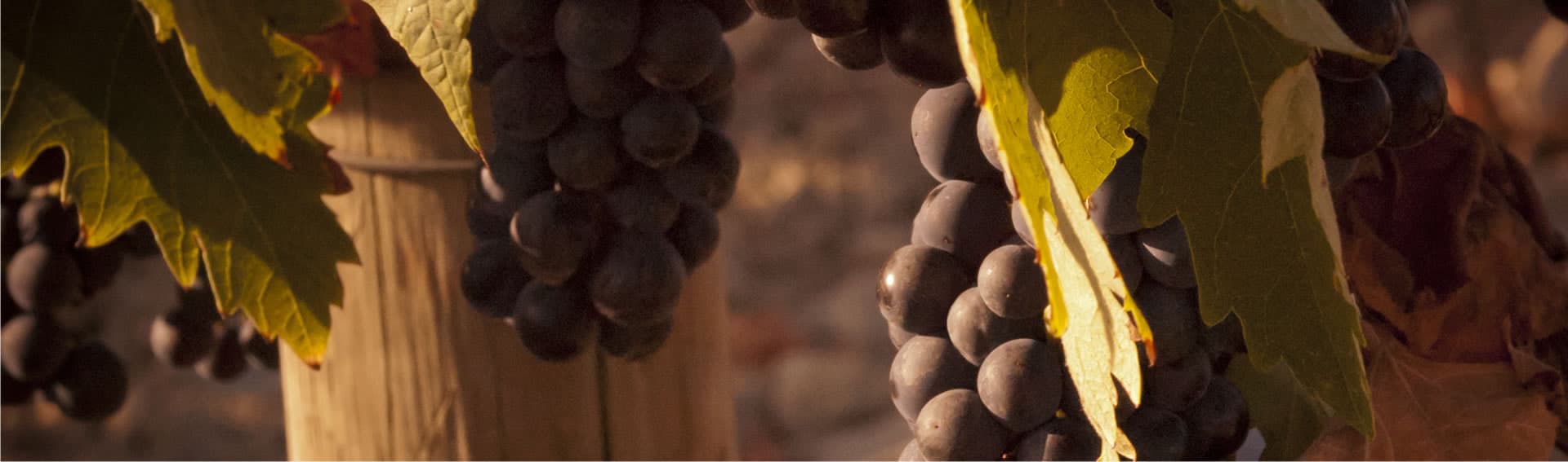Dégustation de vins à Pedro Guilherme Andrade