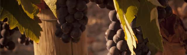 Pedro Guilherme Andrade Winery