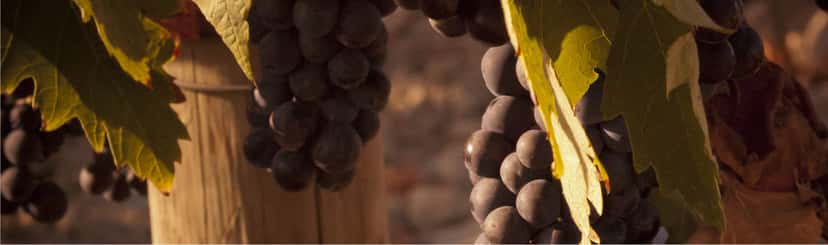 Pedro Guilherme Andrade Winery