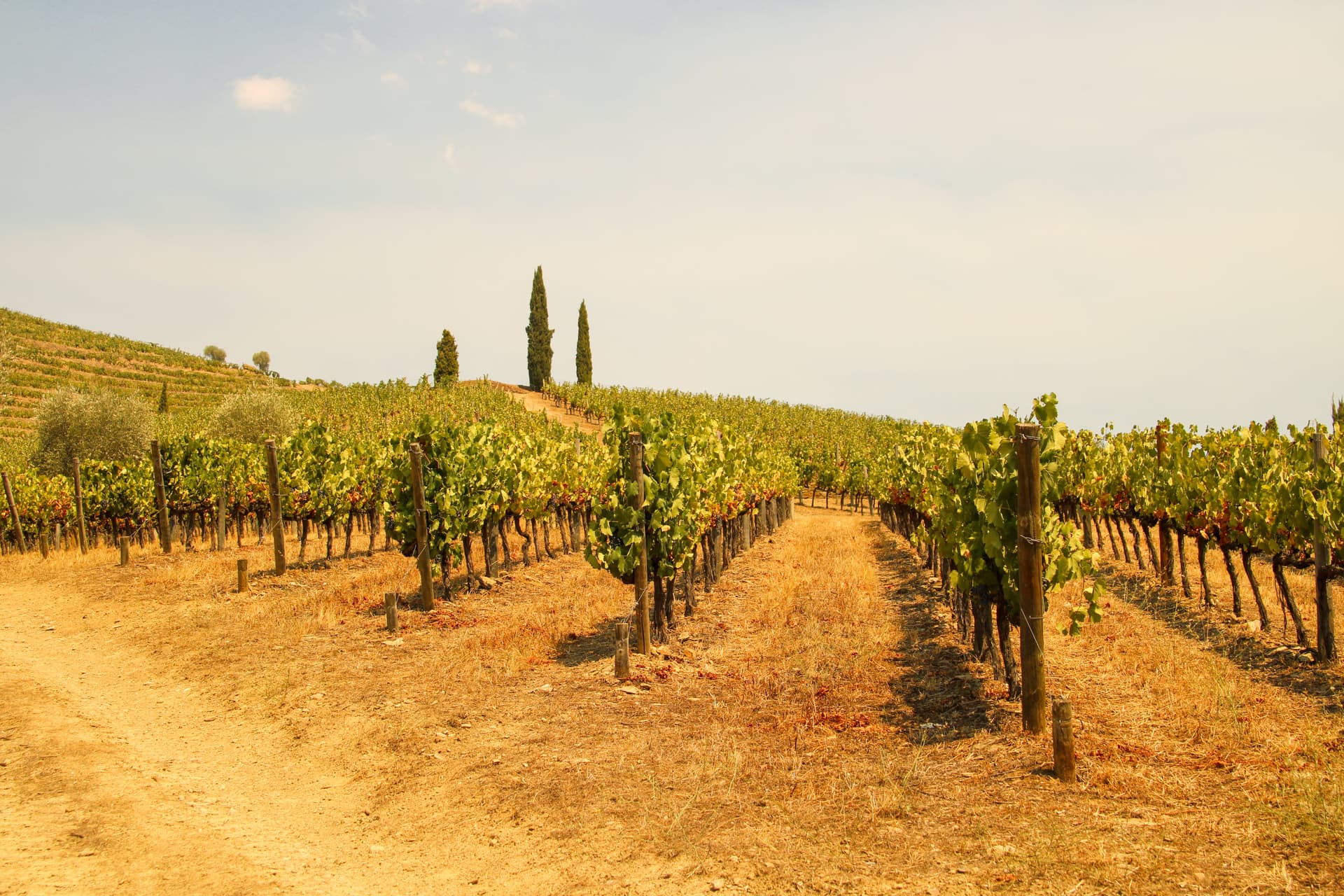 Weintour im Dourotal - 2 Weingüter, Weinproben, Flusskreuzfahrt und Mittagessen