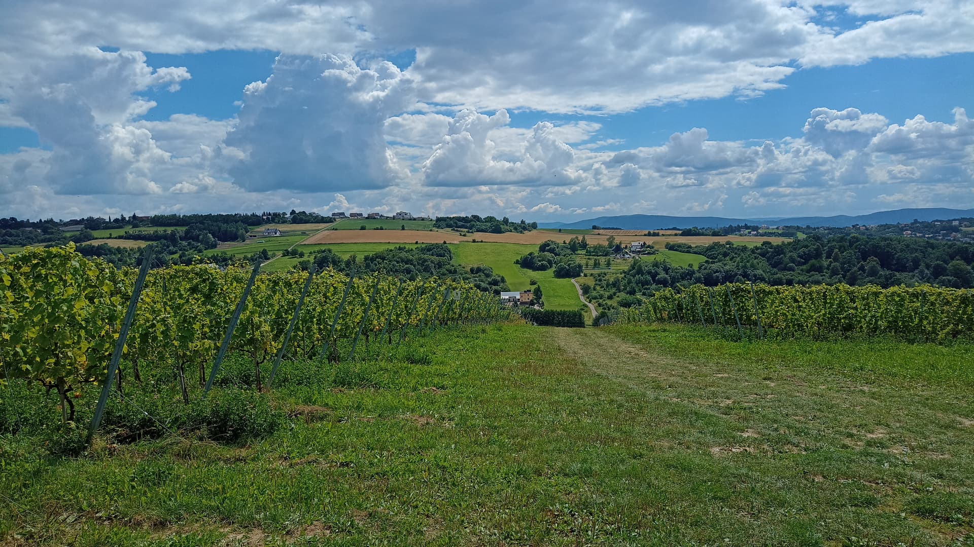 Dégustation de vin dans le vignoble de Wieliczka