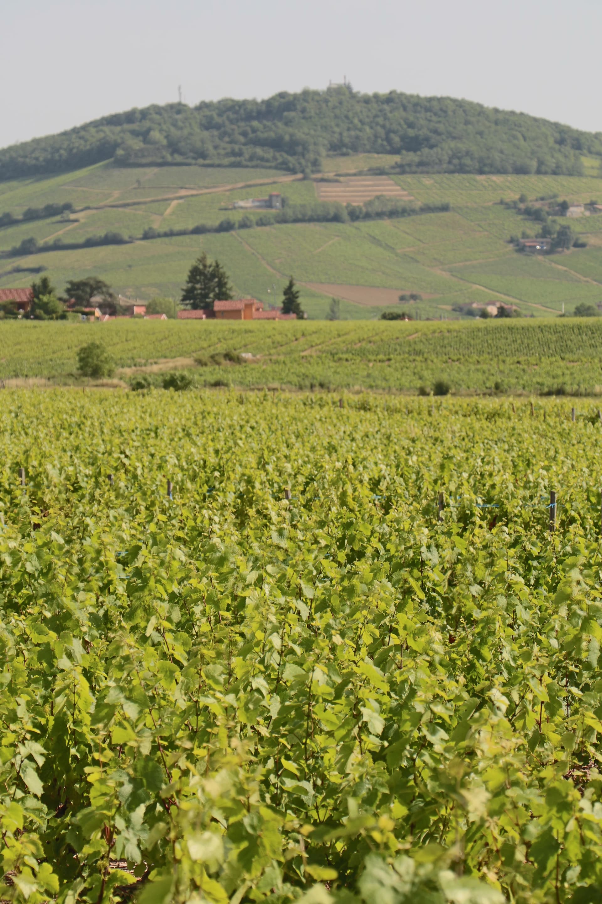 Experience Beaujolais in Your Motorhome