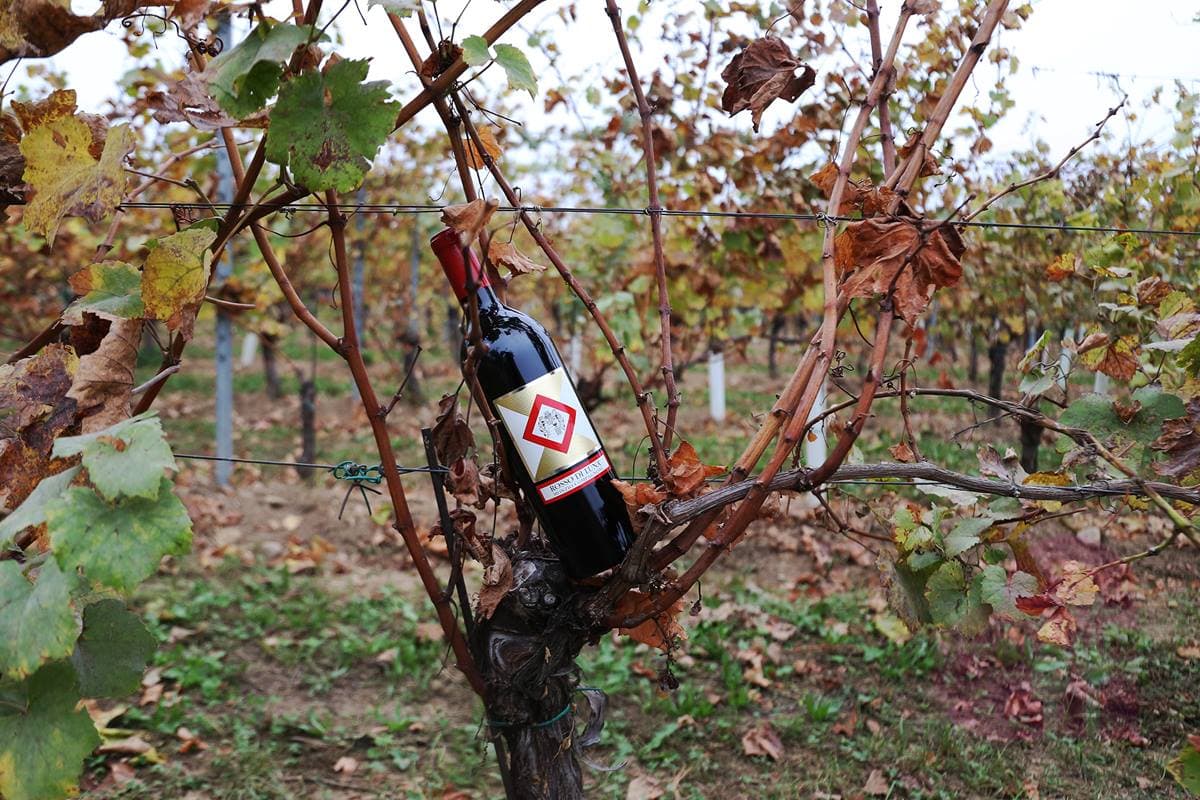 Lombardy's Franciacorta Vineyard & Wine Delight