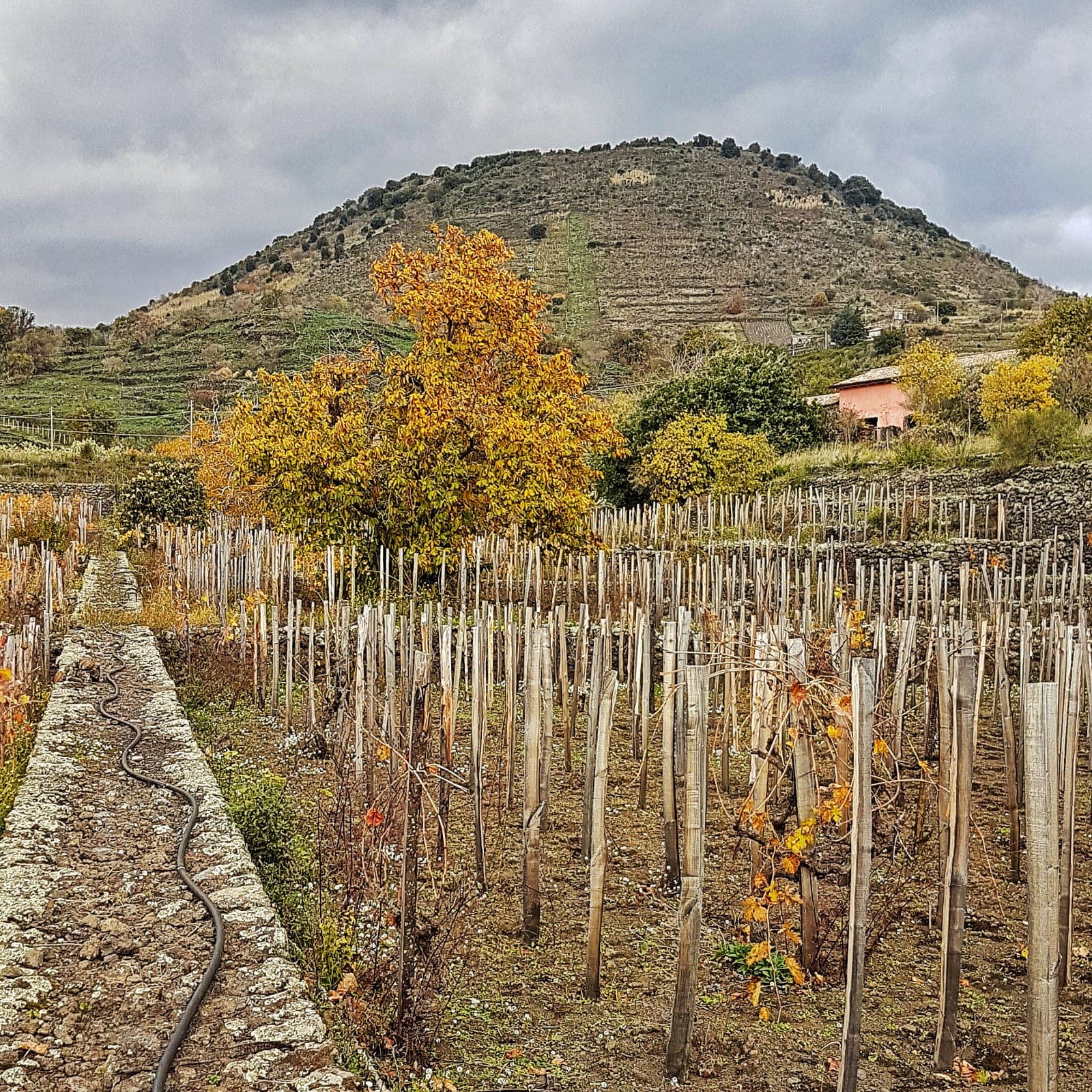 Barone Beneventano - Etna Winery foto 3