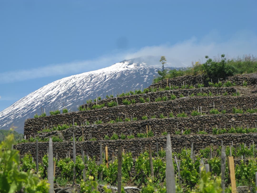 Vineyards Around Etna
