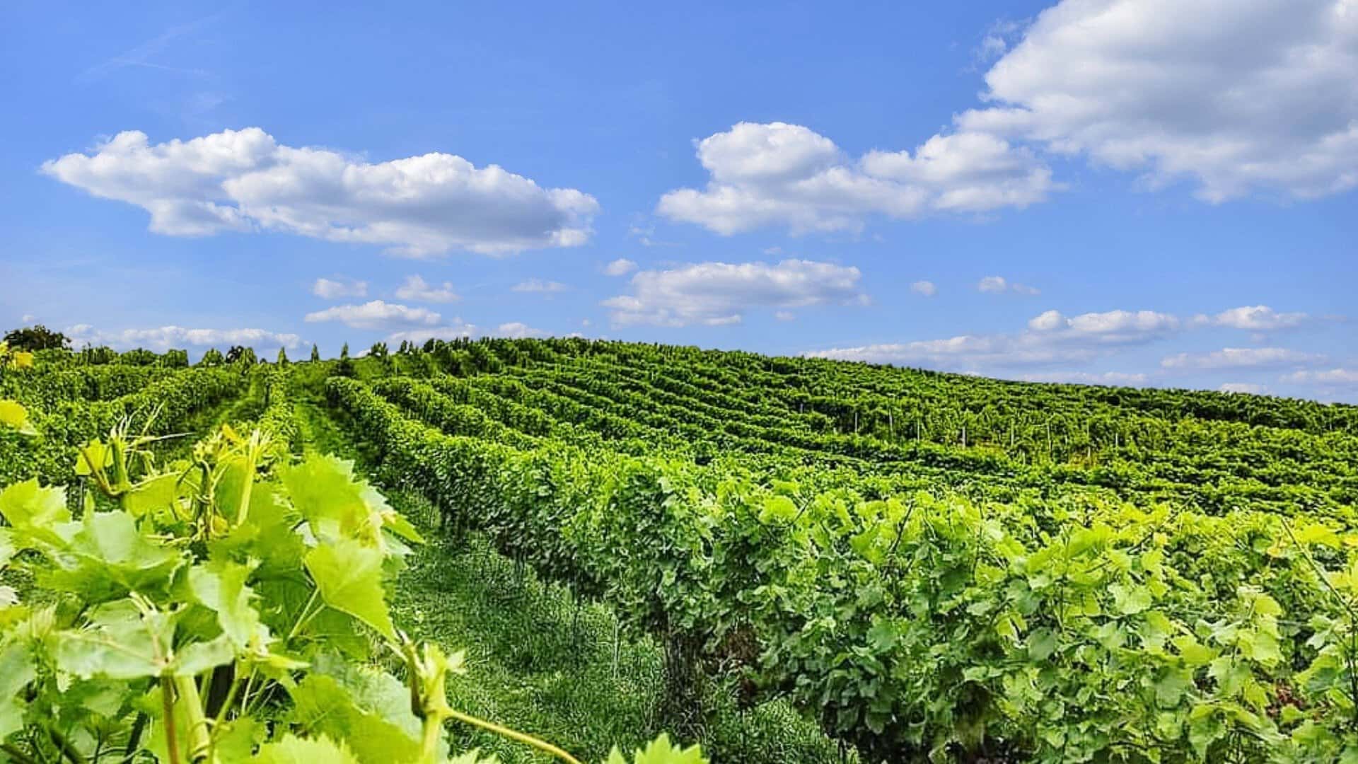 Degustazione di vini a Winnica 55-100