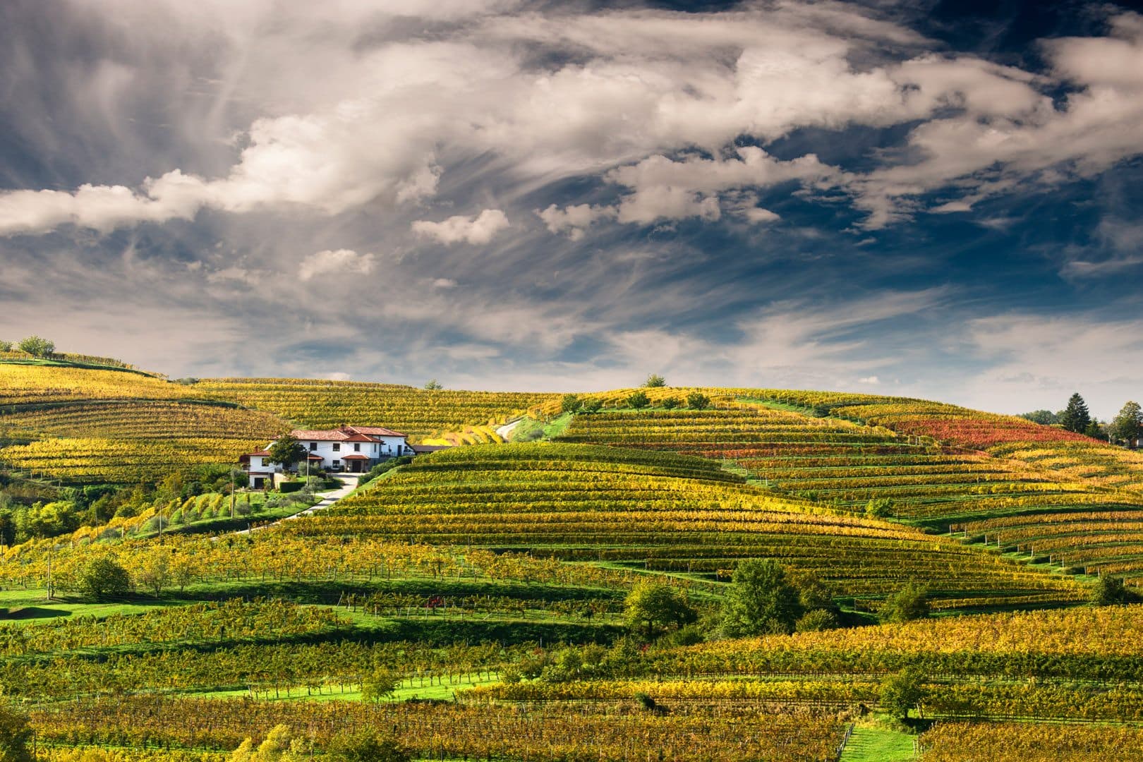Cata de vinos y visita a la bodega Zalatel