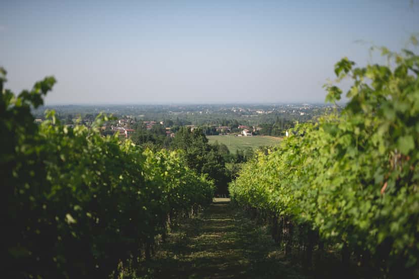 Emilia-Romagna Vineyard Stroll & Wine Tasting