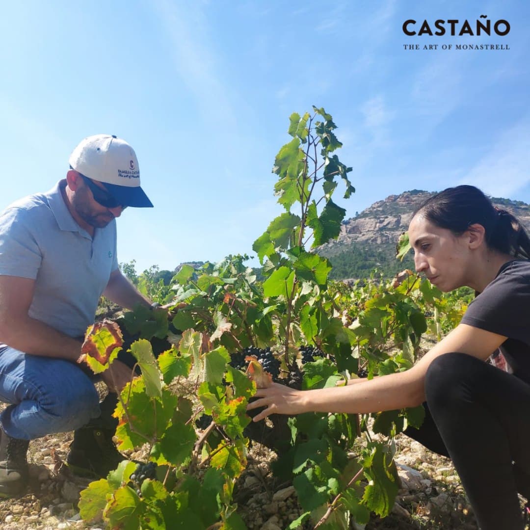 Bodegas Castaño foto 5
