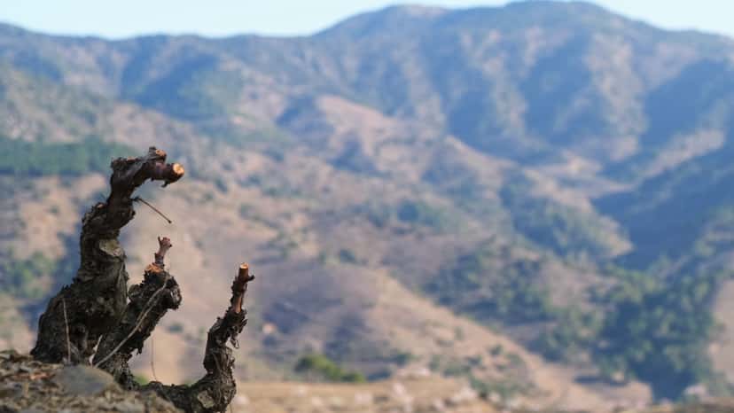 Erleben Sie die Hügellandschaft des DOQ Priorat