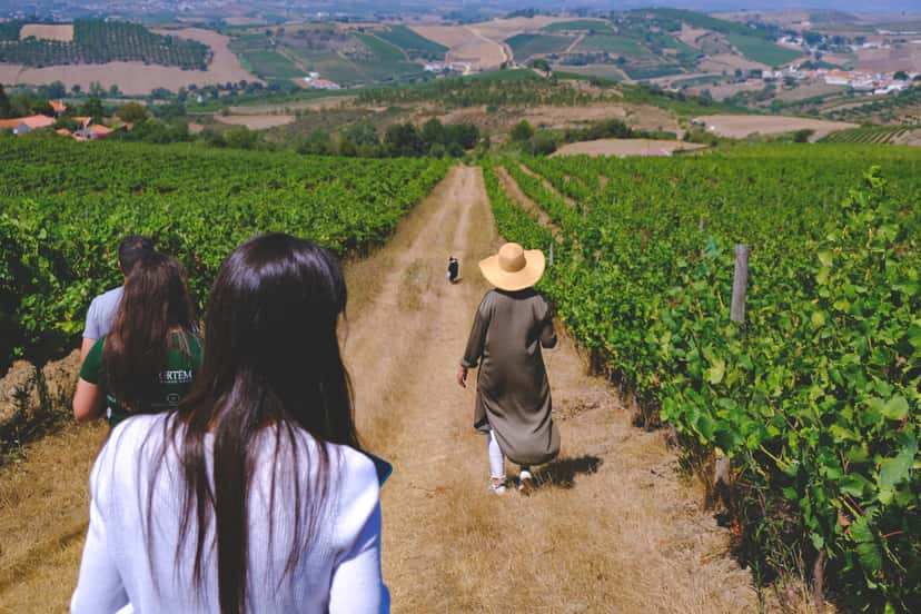 Voyage de découverte parmi les vins de Lindeborg | Domaine de Folgorosa