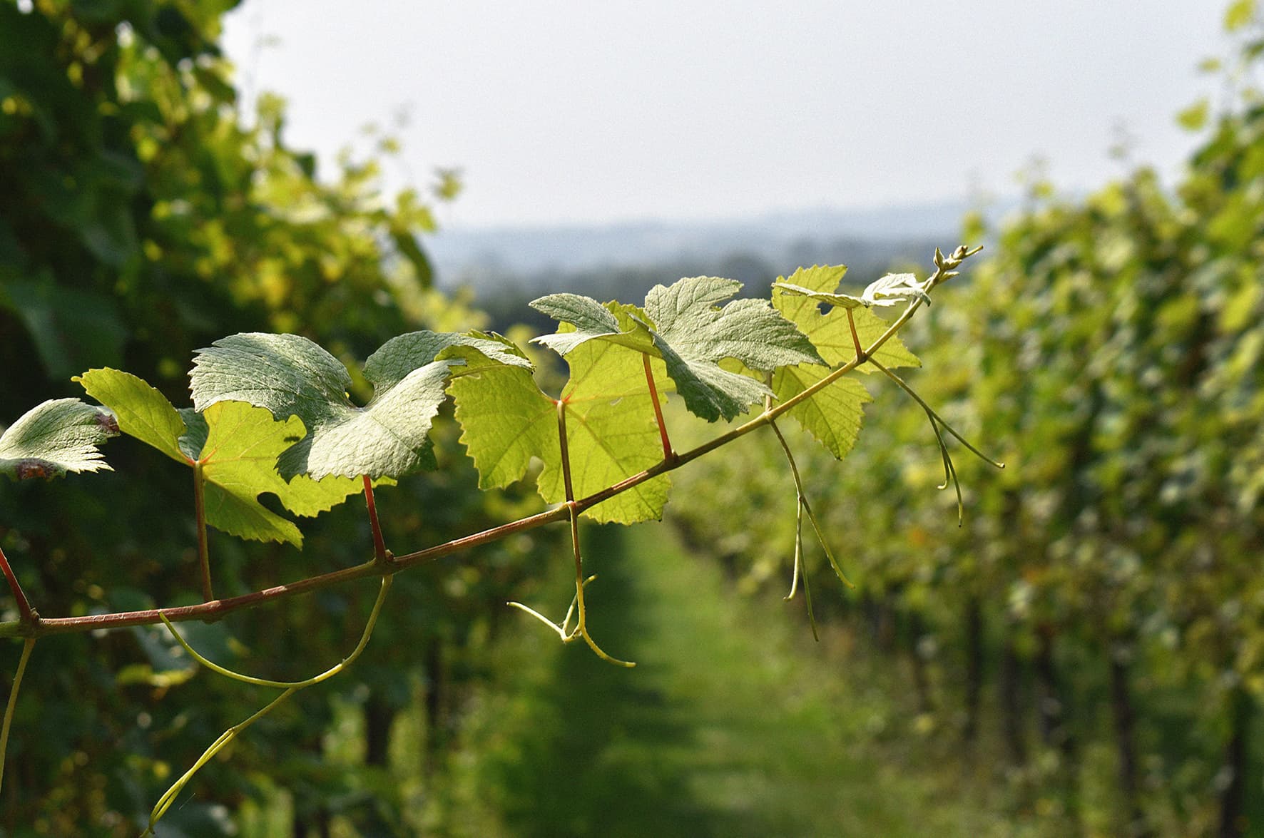 Westwell Wine Estates