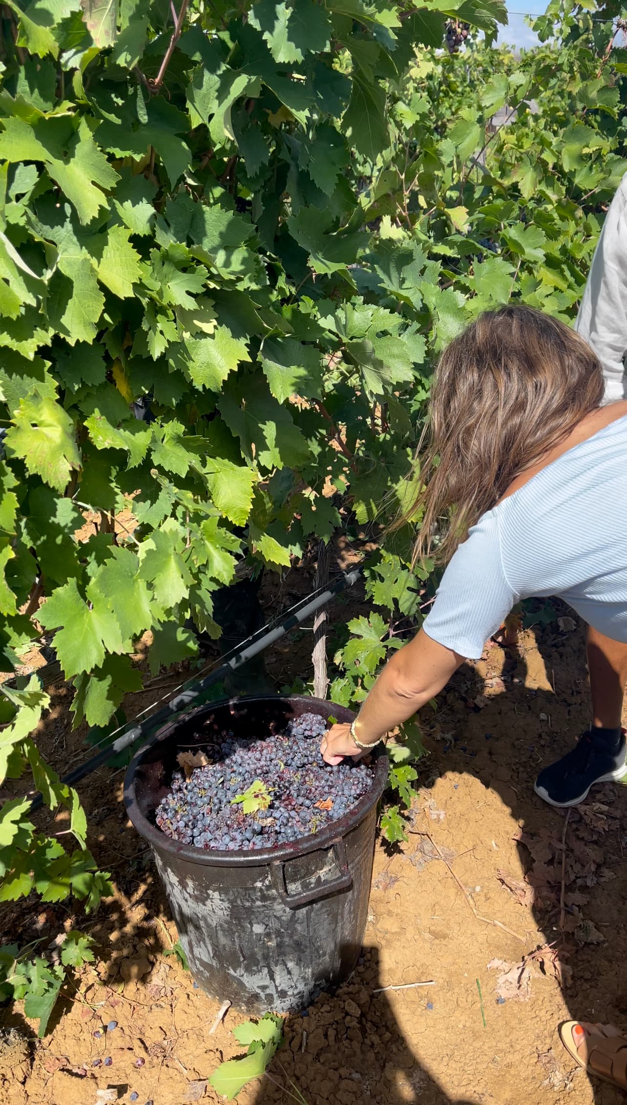 Vendemmia: Ernteerlebnis und Weinprobe im Weingut Torleanzi