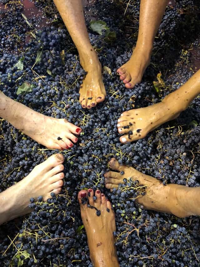 Azamor Wines