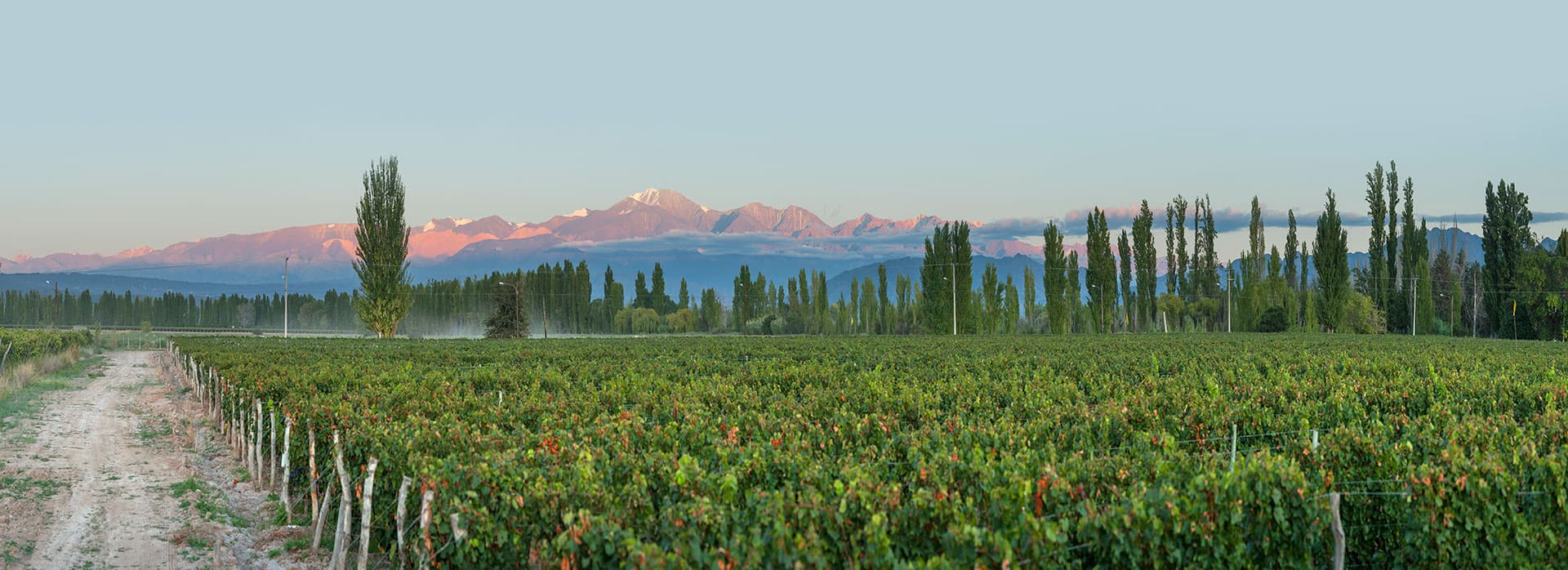 Menú de 4 platos con maridaje en Martino Wines