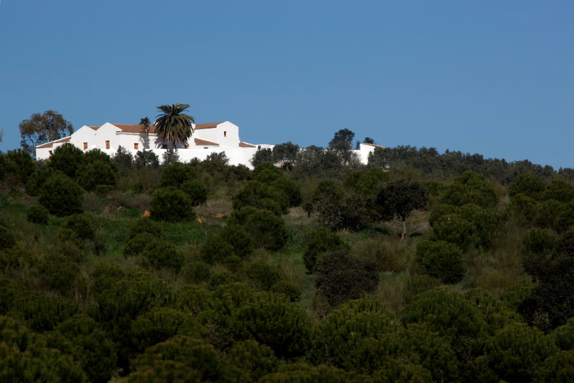 Azamor Wines