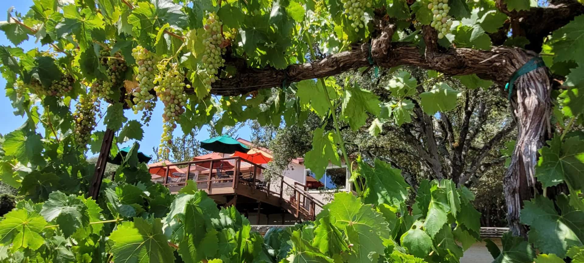 California Vineyard Sips & Scenery at Woodenhead