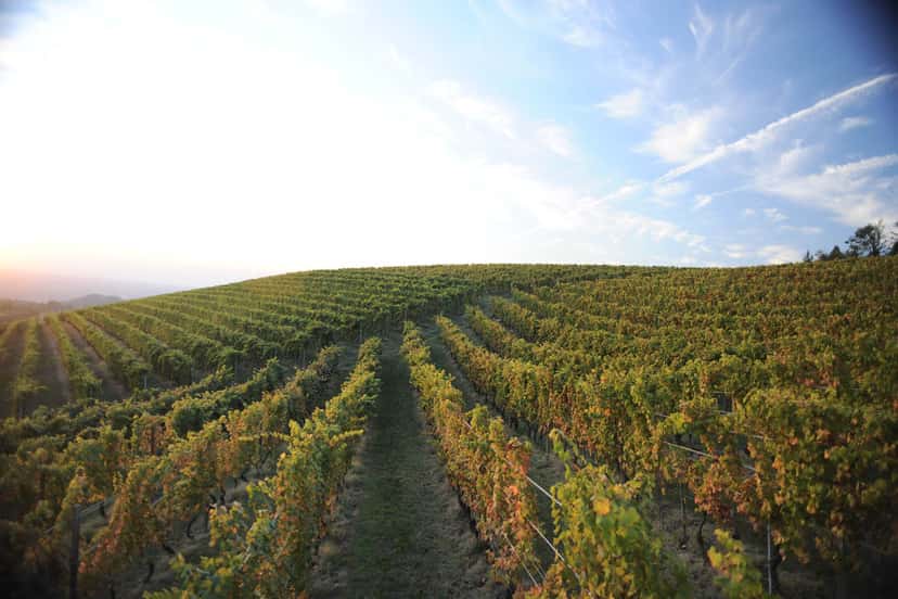 Piedmont Wine & Vineyard Tour at Dosio