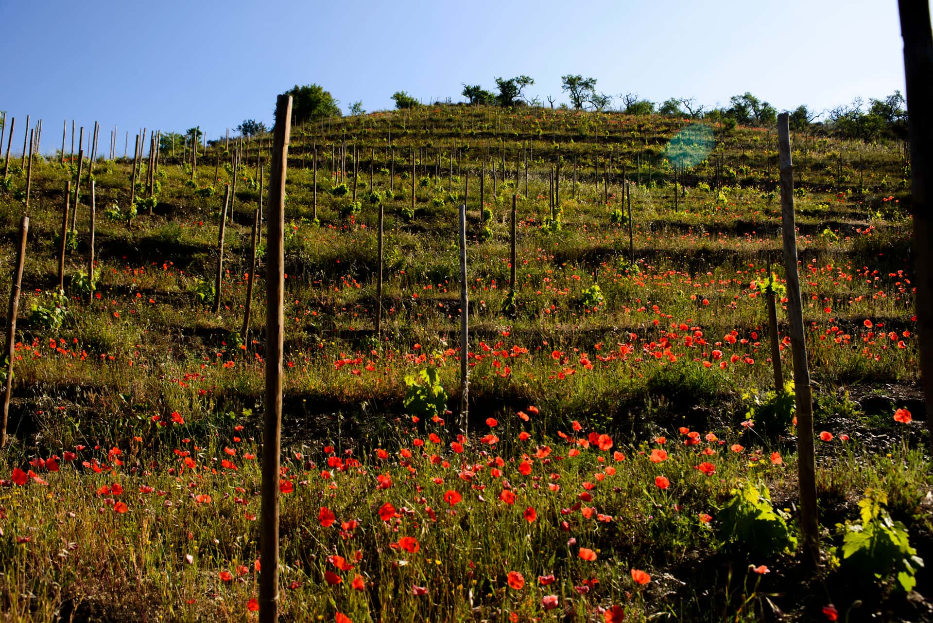 Kellereibesuch & Weinprobe in Sao del Coster