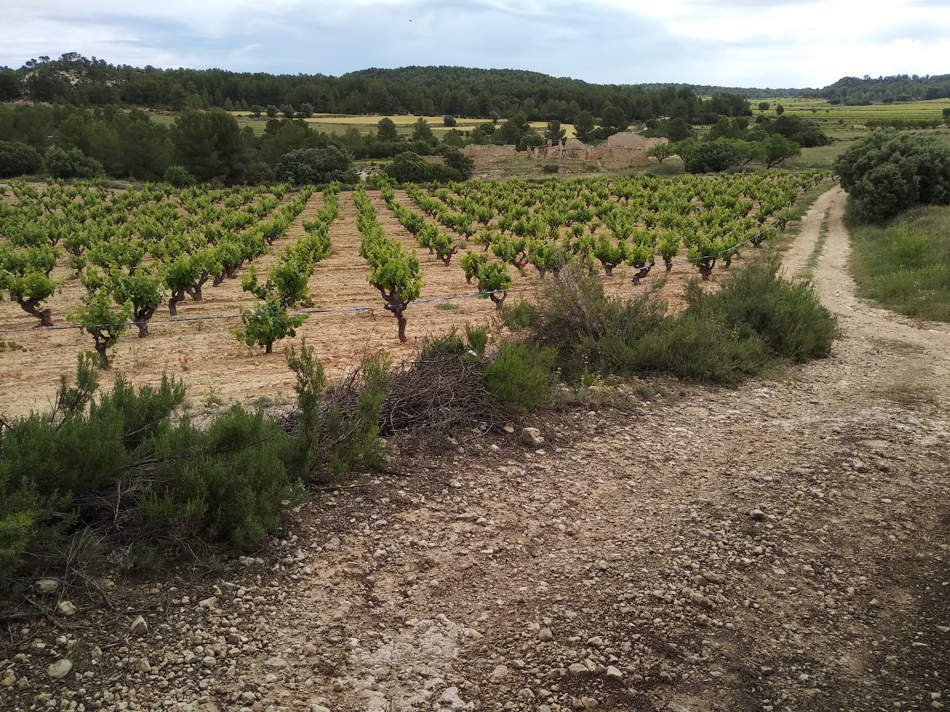Bodega Dussart Pedron foto 5