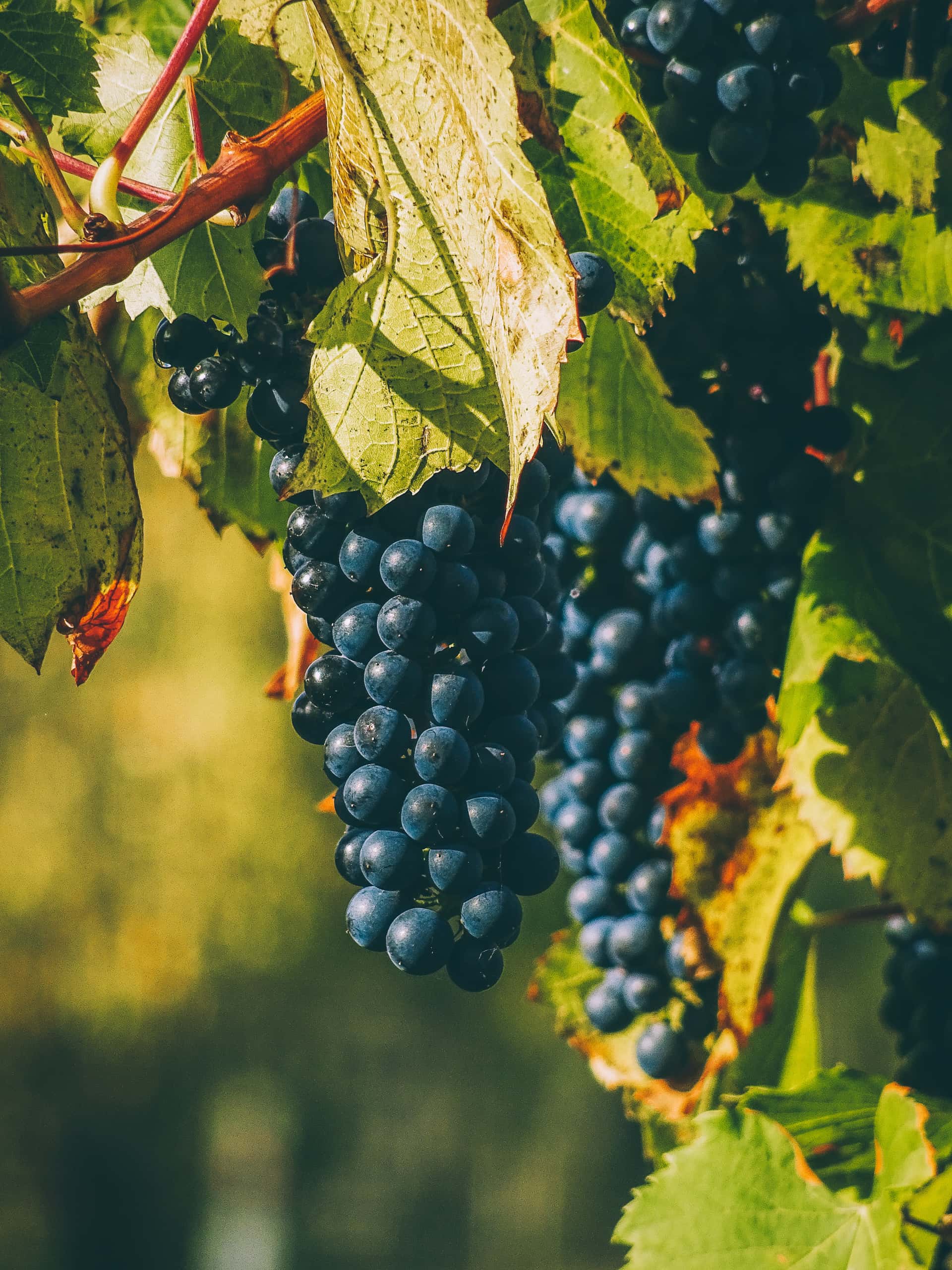 Piedmont Wine Journey: Dosio Vineyards & Tasting