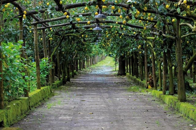Azienda Agricola Il Convento