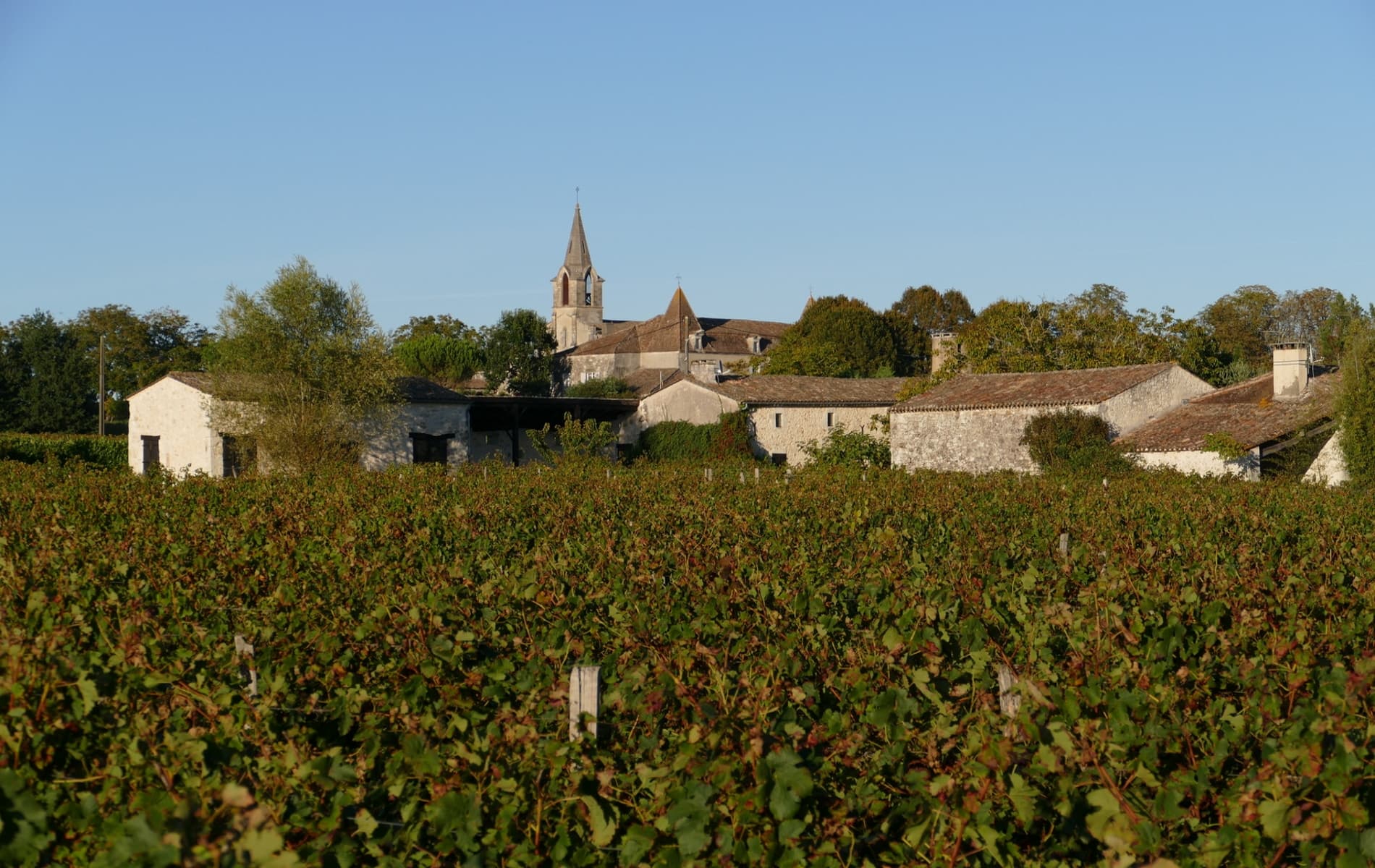 Domaine de Grimardy: A Passion for Organic Winemaking