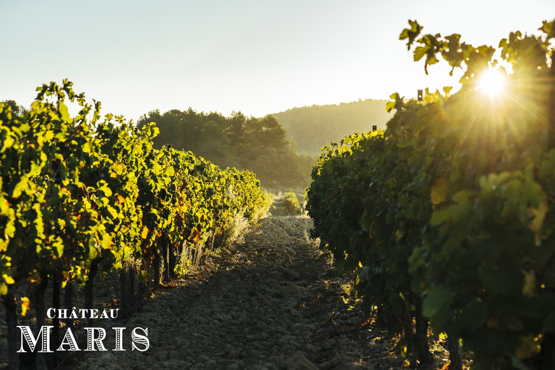 Château Maris: Authentic Wines from Languedoc