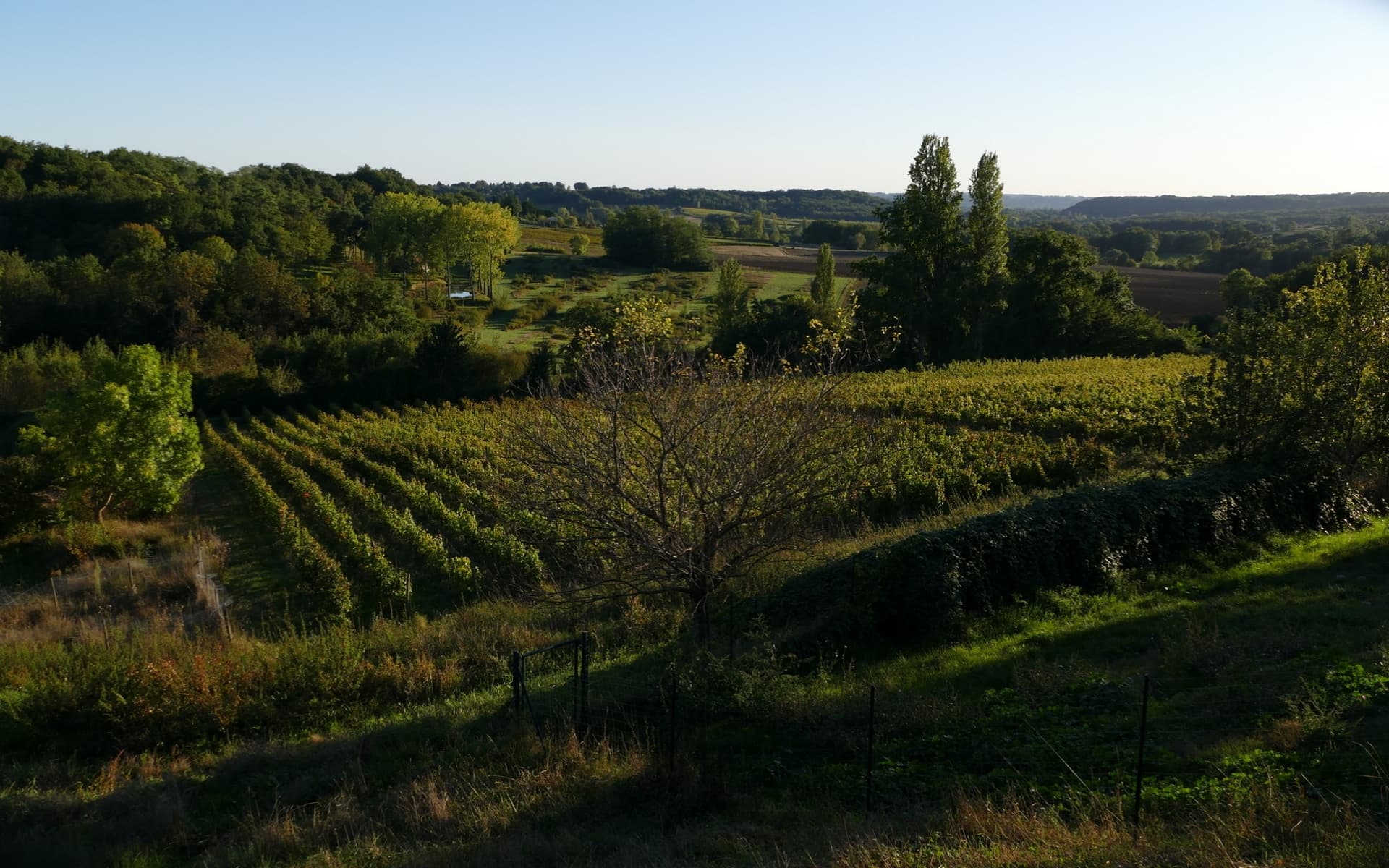 South West France Organic Wine Sensory Journey