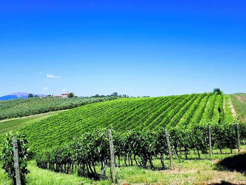Cantina Brugnoni