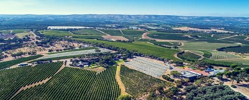 Chapel Hill Winery