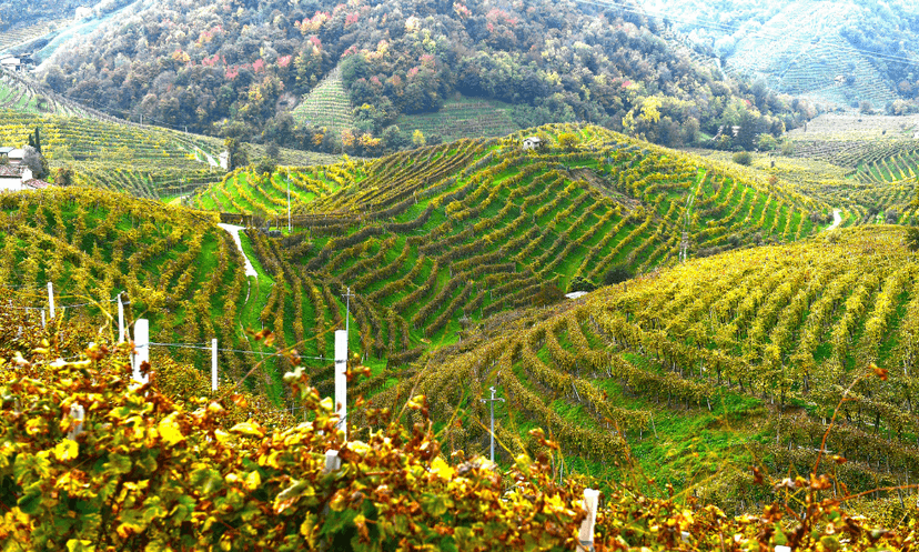 Conegliano and Valdobbiadene appellation