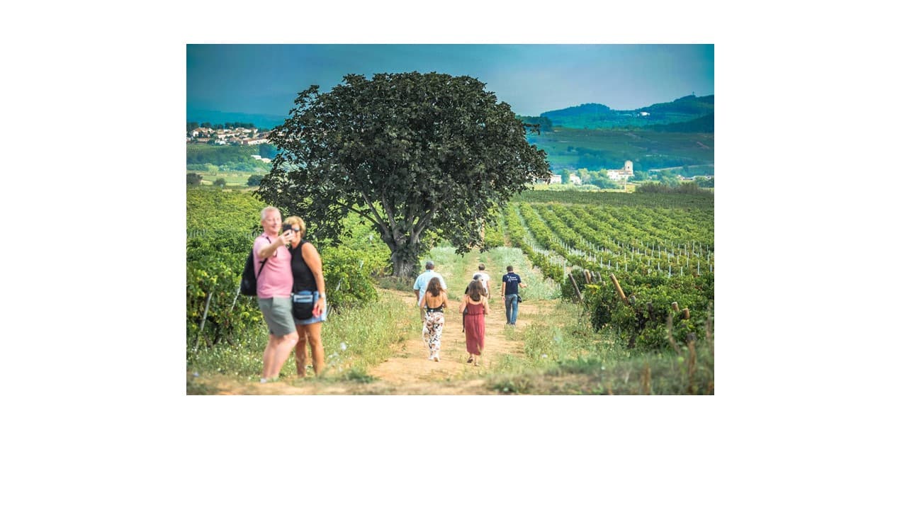 Mas Comtal Winery foto 4