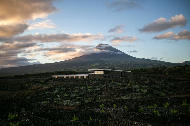 Azores Wine Company