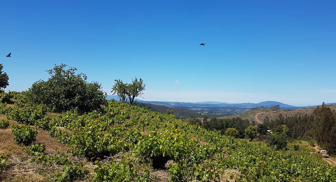 Vinos Mingaco