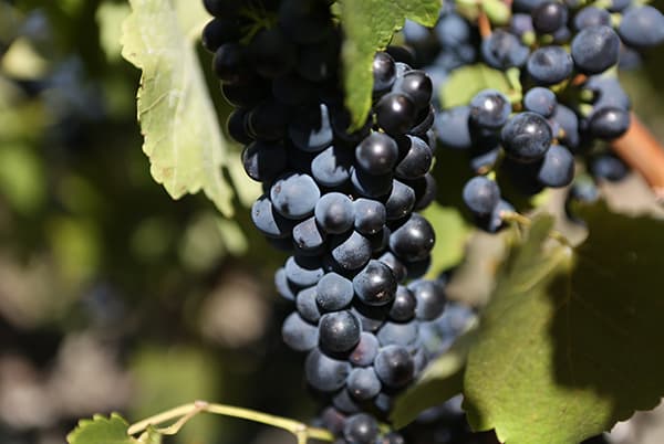 Victoria’s Grampians Wine Adventure at Montara