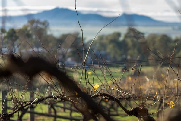 Montara Winery photo 4